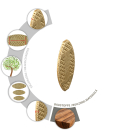 TOX Holz Flachd&uuml;bel Miniset Biscuit Wood...